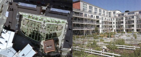 Alcune corti sono organizzate con orti coltivati dagli abitanti ( googlemap immagine planimetrica e immagine dell’orto in l’Industria delle costruzioni n. 419 )