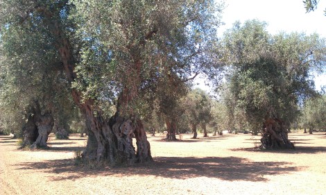 Uliveto Paduli bio onoff