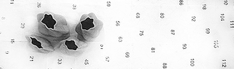 cascone digital on off magazine