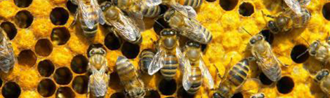 bee-animal-wallpapers53_2
