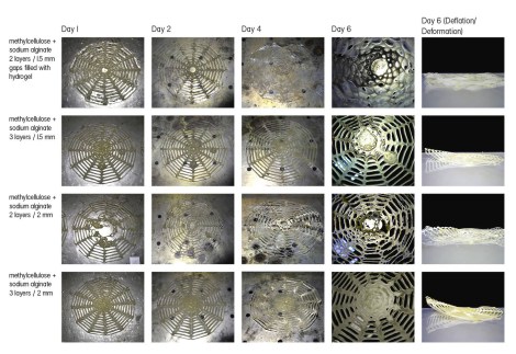 17193783_10212513110291818_223603882_o